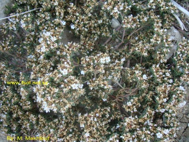 Frankenia hirsuta L.